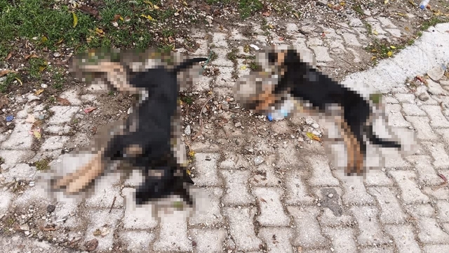 Art arda yaşanan köpek ölümleri sonrası muhtardan Yalvaç Belediyesi'ne tepki