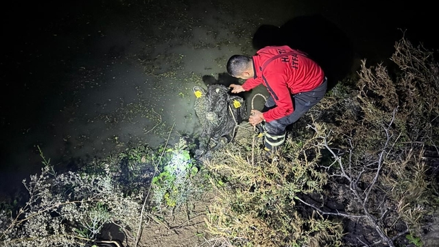 Su kanalına düşen buzağıyı itfaiye kurtardı