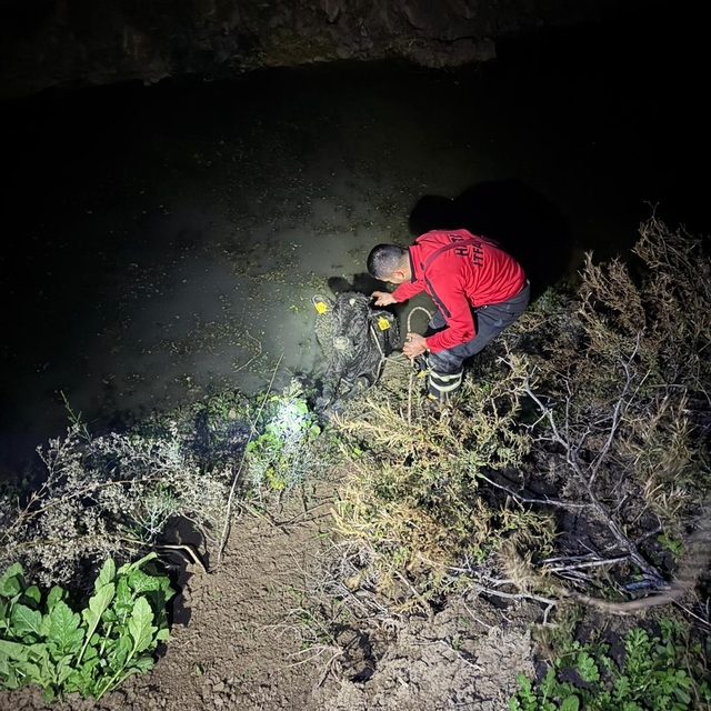 Su kanalına düşen buzağıyı itfaiye kurtardı