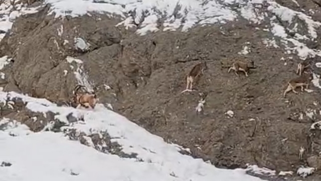 Güzeldere'nin karla kaplı yamaçlarda dağ keçileri görüntülendi