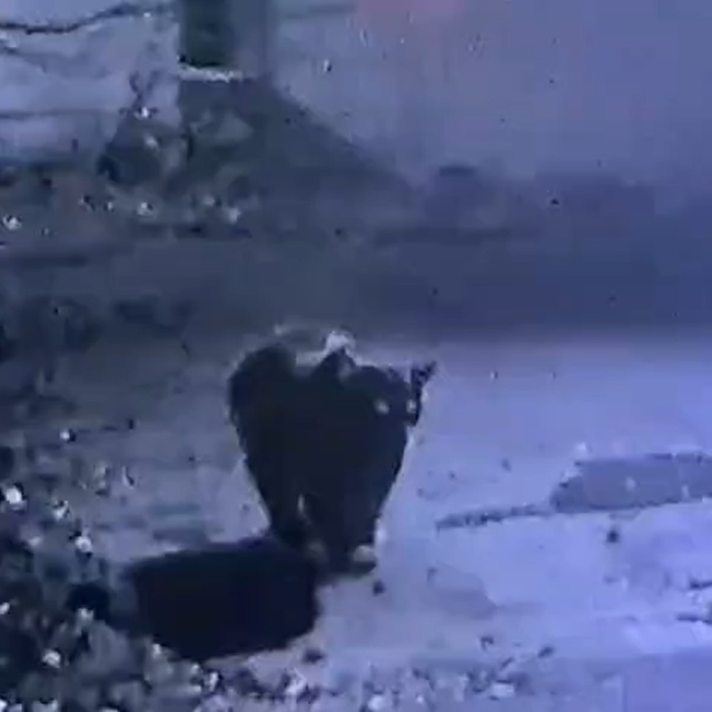 Rize'de avcıların yakalayamadığı ayı güvenlik kamerasına yakalandı