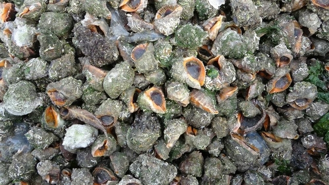 Karadeniz için en büyük iki tehdit: "Deniz salyangozu ve taraklı medüz"
Son 50 yıldır Akdeniz'den başlayıp Ege, Marmara ve Karadeniz'e kadar uzanan göç rotasında ilerleyen yabancı türlerin sayısı her geçen gün artıyor