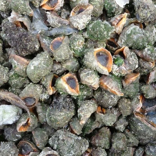 Karadeniz için en büyük iki tehdit: "Deniz salyangozu ve taraklı medüz"
Son...