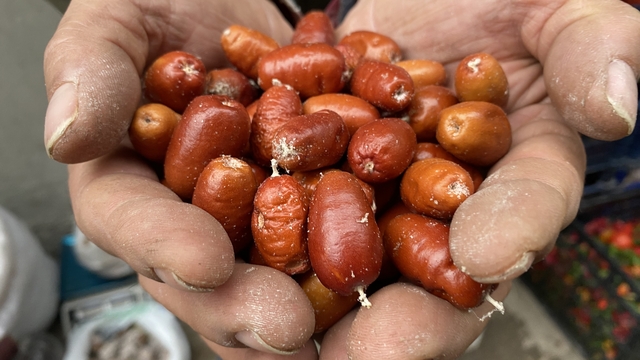 Alaşehir'de iğde ağaçlarının sayısı her geçen gün azalıyor