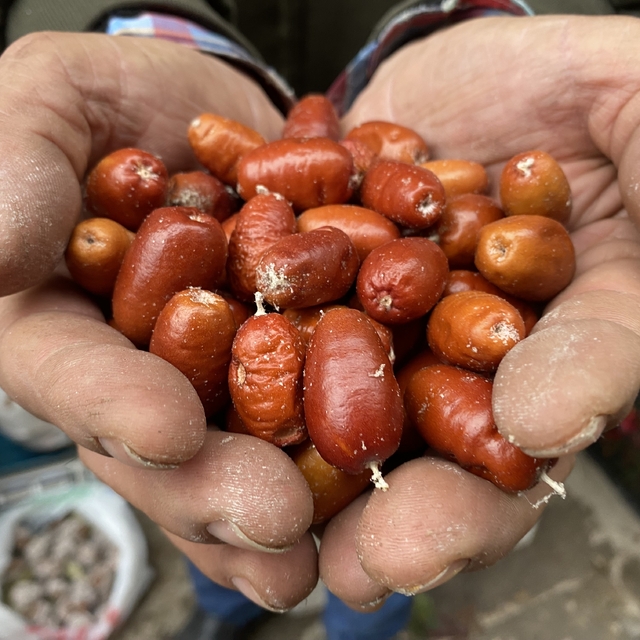 Alaşehir'de iğde ağaçlarının sayısı her geçen gün azalıyor