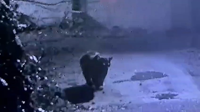 Rize'de avcıların yakalayamadığı ayı güvenlik kamerasına yakalandı