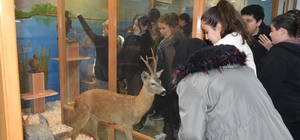 Öğrenciler hayvan müzesini ilgi ile gezdi