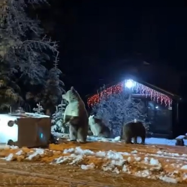 Ayılara kar topu attılar