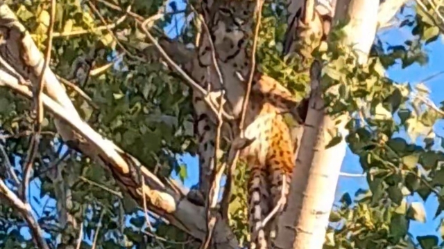 Anadolu parsı, Tunceli kırsalında ağaçta görüntülendi