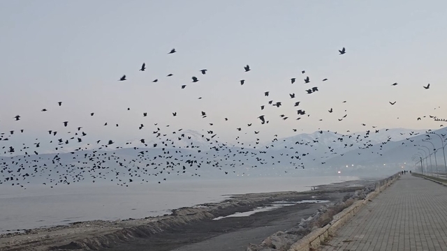 Bitlis'te gökyüzünde karga yoğunluğu kamerada