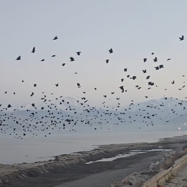 Bitlis'te gökyüzünde karga yoğunluğu kamerada