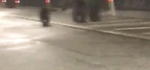 Tünele giren bozayı ile 2 yavrusu kamerada