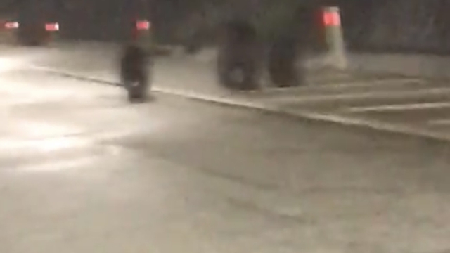 Tünele giren bozayı ile 2 yavrusu kamerada