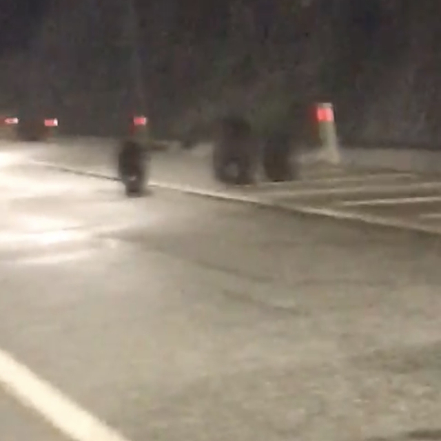 Tünele giren bozayı ile 2 yavrusu kamerada