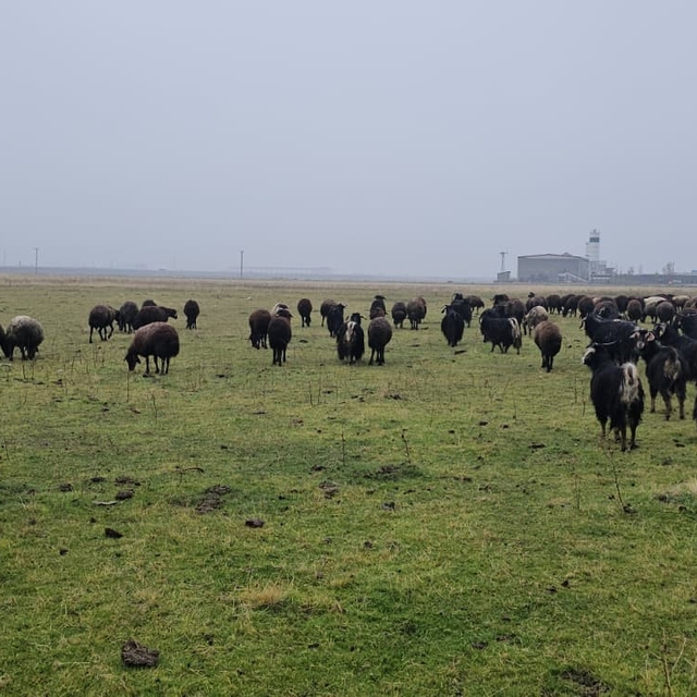 Hasköy'de sıcaklığın mevsim normalleri üzerinde olması besicileri sevindird...