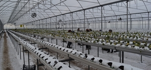 4 bin metrekarelik serada dört mevsim topraksız çilek üretiyor