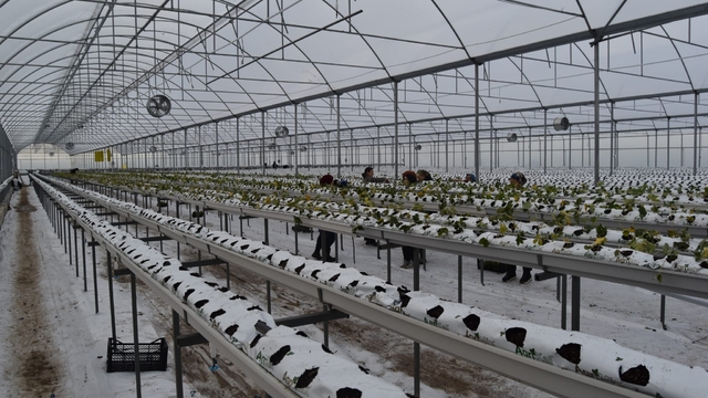 4 bin metrekarelik serada dört mevsim topraksız çilek üretiyor