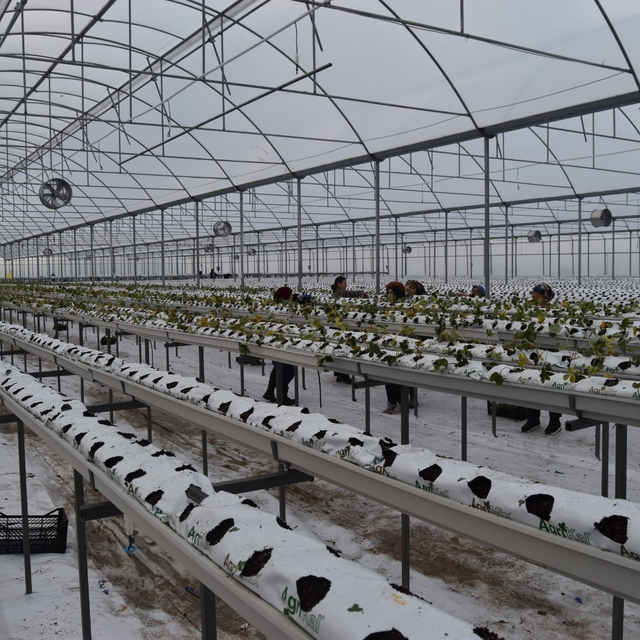 4 bin metrekarelik serada dört mevsim topraksız çilek üretiyor