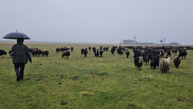 Hasköy'de sıcaklığın mevsim normalleri üzerinde olması besicileri sevindirdi