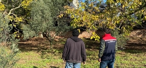 Tekirdağ’da ceviz bahçesinde hastalık ve zararlı kontrolü yapıldı