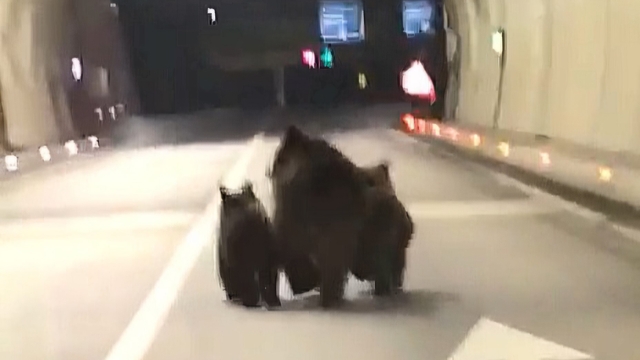 Amasra tünelinde 3 ayı görüntülendi
Karayoluna inen anne ayı ve 2 yavrusu, 1100 metre uzunluğundaki tüneli koşarak geçti