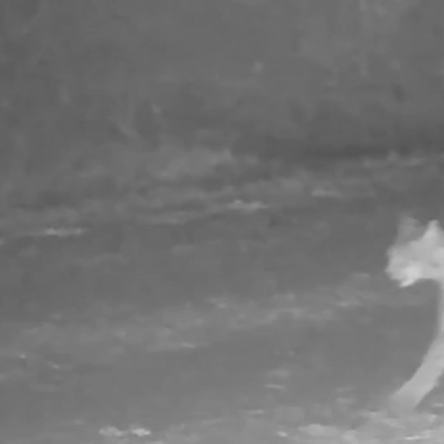 Çankırı'da vaşak görüntülendi