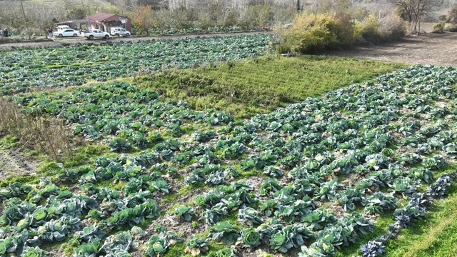 Osmaniye'de lahana hasadı yapıldı