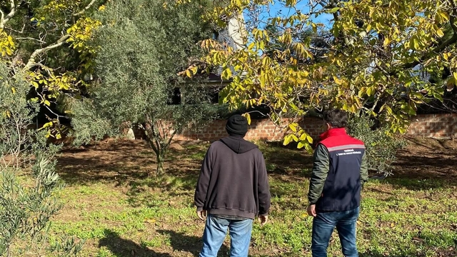 Tekirdağ'da ceviz bahçesinde hastalık ve zararlı kontrolü yapıldı
