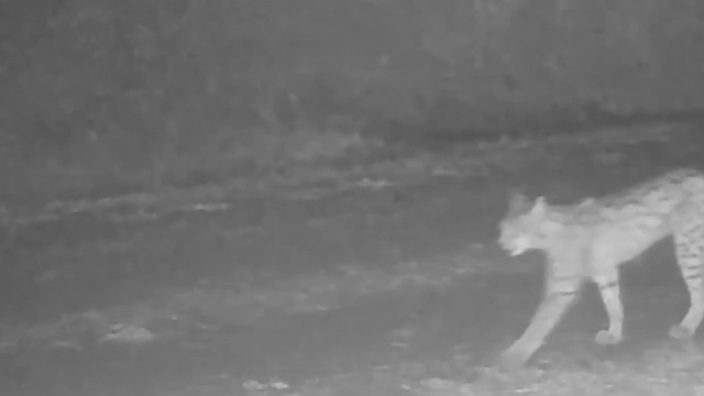 Çankırı'da vaşak görüntülendi