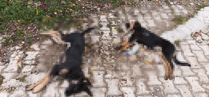 'Sahipsiz köpekler zehirlenerek öldürüldü' iddiası