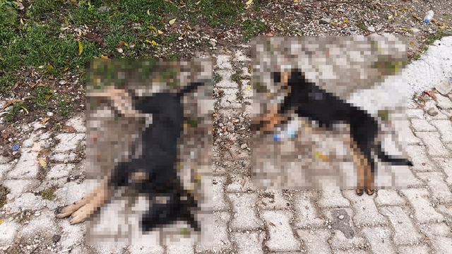 'Sahipsiz köpekler zehirlenerek öldürüldü' iddiası