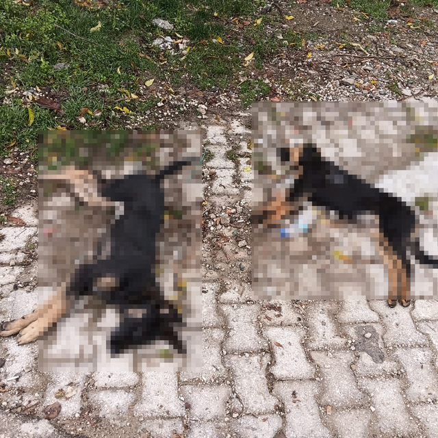 'Sahipsiz köpekler zehirlenerek öldürüldü' iddiası