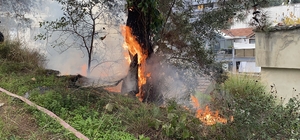 Çamlık alanda çıkan yangın büyümeden söndürüldü