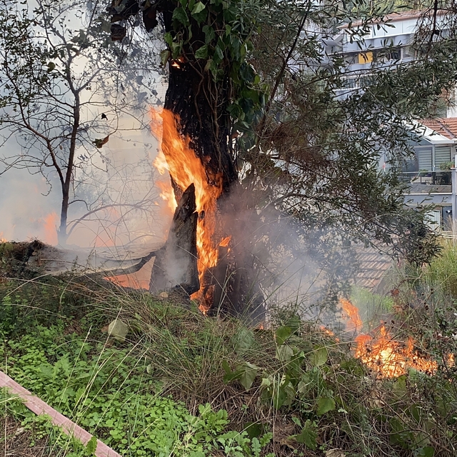 Çamlık alanda çıkan yangın büyümeden söndürüldü