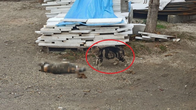 Otomobil kediye çarptı, bir başka kedi başında bekledi ;o anlar kamerada