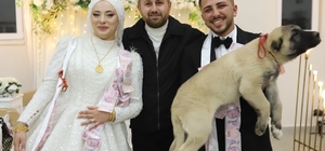 Denizli'de düğünde gelin ve damada takı yerine çoban köpeği hediye edildi