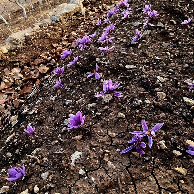 Siirt'te safran üretiminde ilk başarılı uygulama gerçekleştirildi