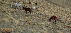 Başıboş bırakılan at ve eşekler hem trafiği hem yaban hayatını tehdit ediyo...