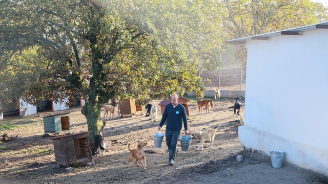 Sahiplendiği 2 köpeği sokağa terk eden kadına 172 bin 716 TL ceza