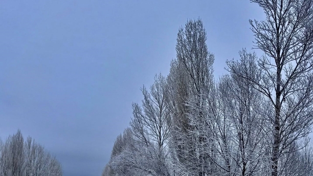 Gökçedere'de kar yağışı sonrası ağaçlar beyaz örtüyle kaplandı