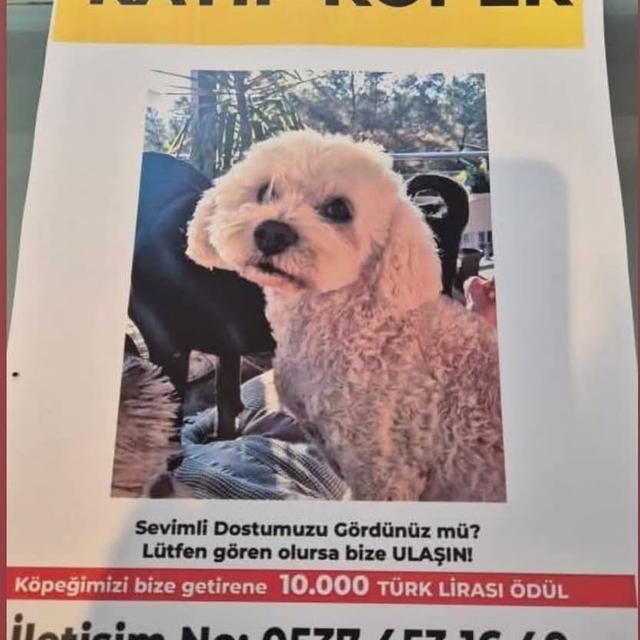 Köpeğini bulana 10 bin lira ödül verecek