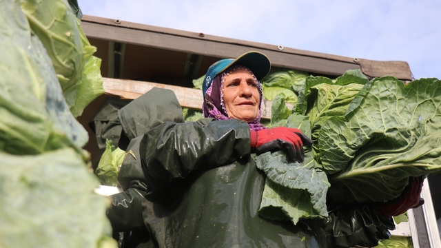 Hasadın yükünü kadınlar taşıyor: Yağmur, çamur demeden bin bir zorluklarla çalışıyorlar