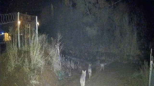 Elazığ'da köye inen kurtlar kamerada