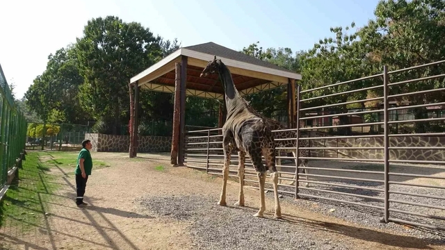 Gaziantep Doğal Yaşam Parkı'nın maskotu zürafa öldü