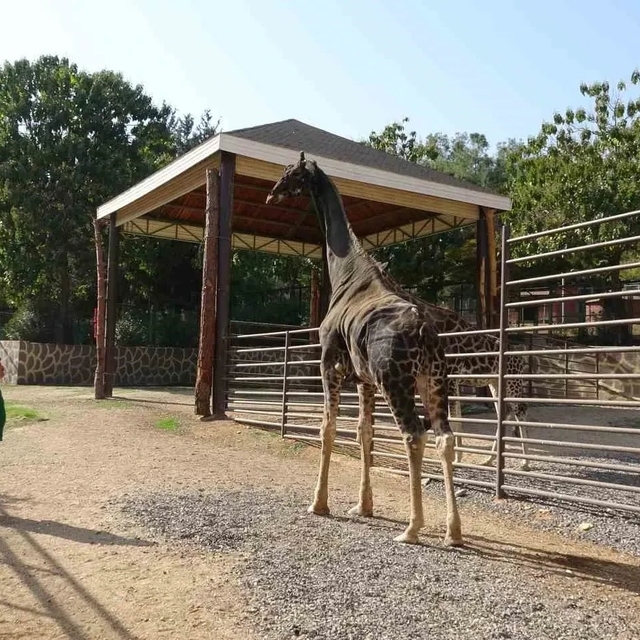 Gaziantep Doğal Yaşam Parkı'nın maskotu zürafa öldü
