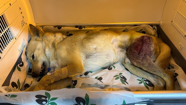 Ayağında parçalı kırık oluşan köpek 2 saatlik ameliyatla eski sağlığına kavuştu
Veteriner Hekim Halil İbrahim Güler: "Adını 'Şans' koyduğumuz köpeğimiz gayet iyi, iyileşince sahiplendireceğiz"