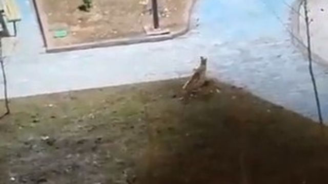 Şanlıurfa'da yiyecek arayan 2 tilki kent merkezine indi