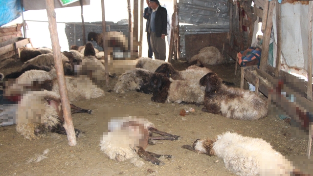 Sokak köpeklerinin saldırdığı 28 koyun öldü