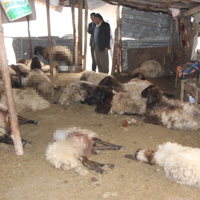 Sokak köpeklerinin saldırdığı 28 koyun öldü