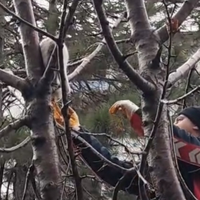 Ağaçta mahsur kalan kedi kurtarıldı